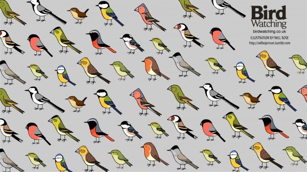Bird Watching Wallpaper-Garden Birds