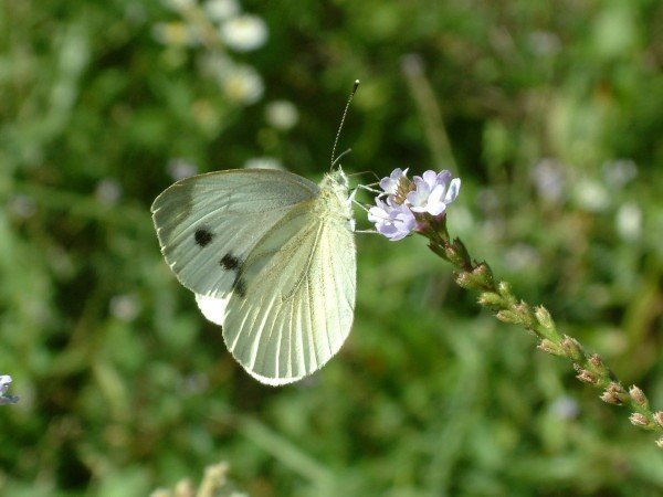 DSCF0977