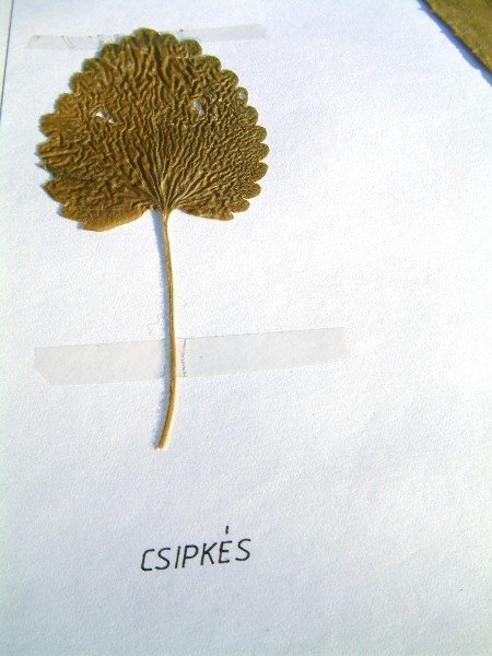 csipkés