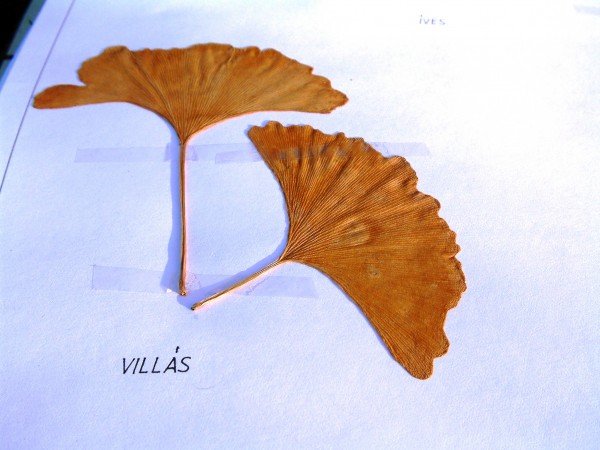 gingkolevél