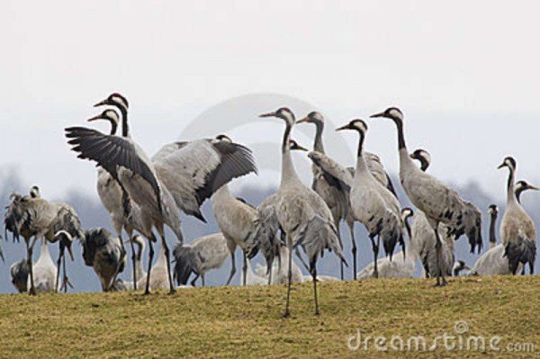 grus-grus-cranes-their-breeding-area-sweden-10802174
