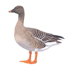 004 Bean Goose (Anser fabalis )