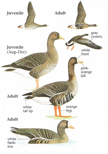 GreaterWhite-frontedGoose