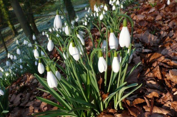 700_close-up-crowds-2_gardenista