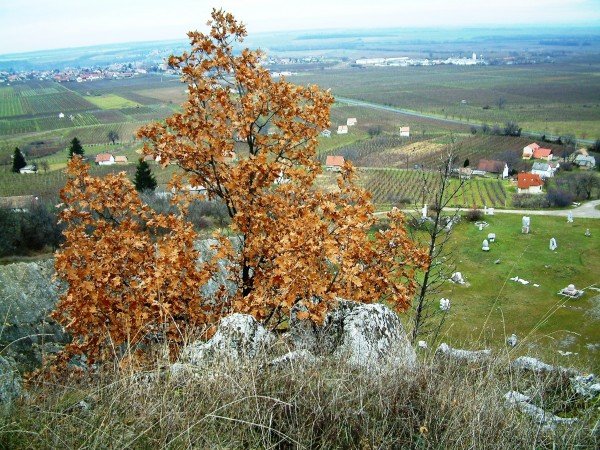 tölgyfa
