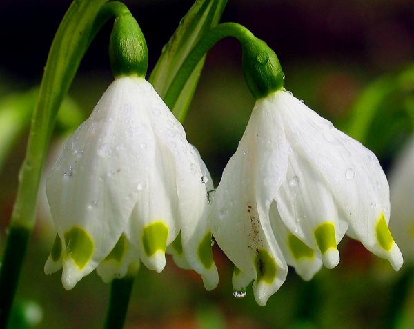 leucojum-vernum-22821032-b719-4e15-9bde-2af8e17707ea