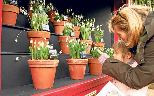 snowdrop_telegraph